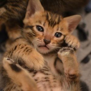 Meet your Posher, Idris